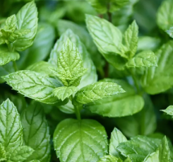 Peppermint